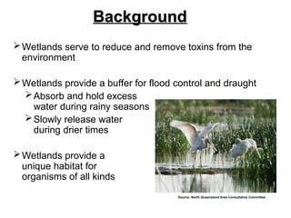 wetlands and its role in the nature and environment | PPT
