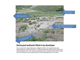 Destroyed wetlands filled in by developer
Here is where the original developer, Gallagher, filled in the wetlands that were
separated by the road construction. It is the land where he and his partner Geist now
want to build 12 units. This “Construction/Destruction” will destroy the natural spring
on 33 St. Andrews circle and devastate the remaining wetlands on in this area.
Some remaining old
growth lupine
Remaining wetlands
Clear signs of filled in land that once was
part of wetlands across road
 