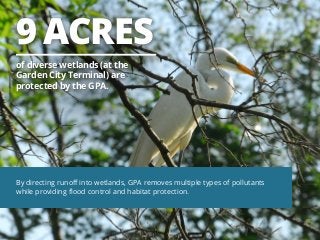 9 ACRES
of diverse wetlands (at the
Garden City Terminal) are
protected by the GPA.

By directing runoff into wetlands, GPA removes multiple types of pollutants
while providing flood control and habitat protection.

 