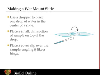 Making a Wet Mount Slide ,[object Object],[object Object],[object Object],BioEd Online 