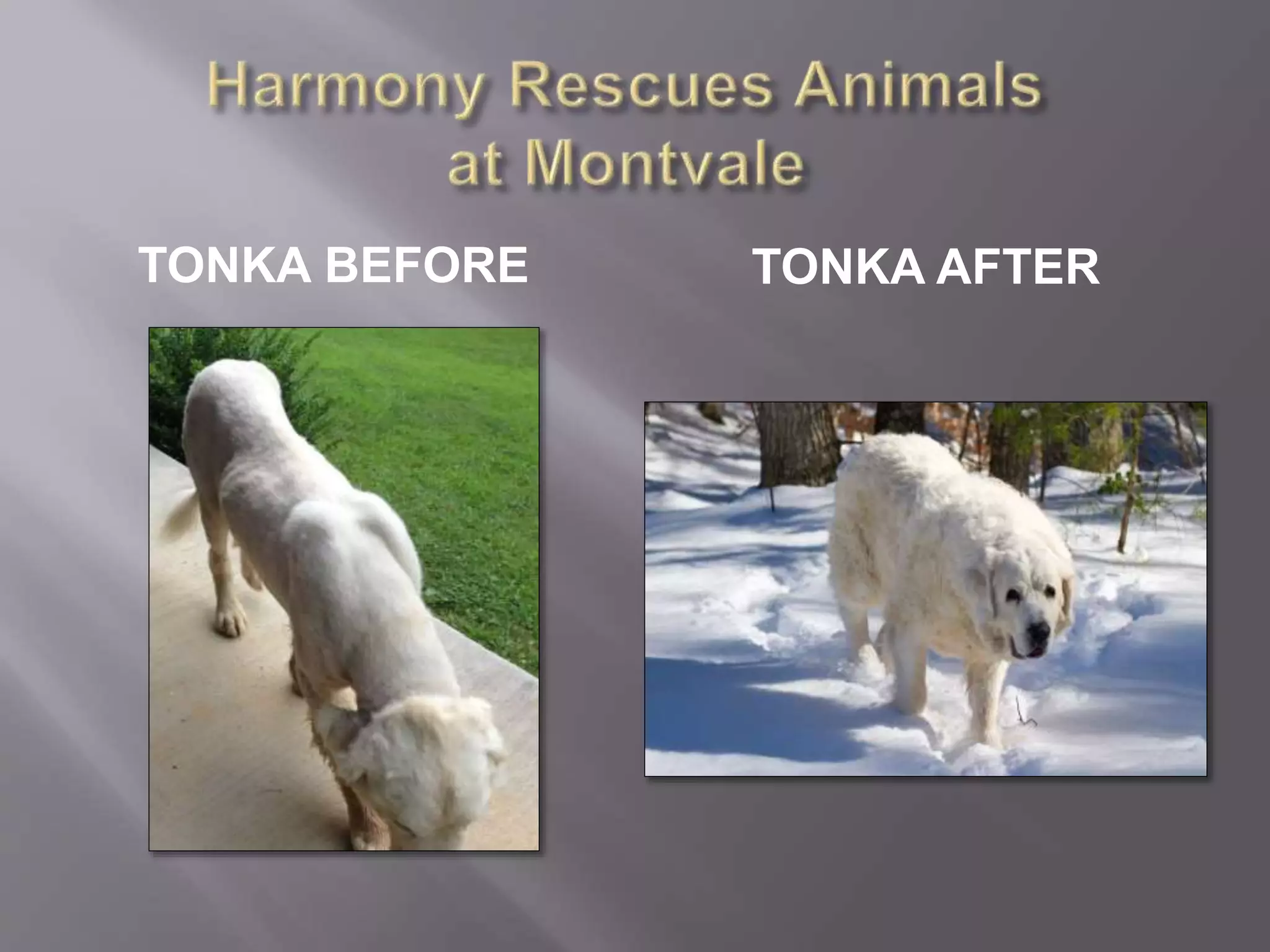 TONKA BEFORE TONKA AFTER 
 