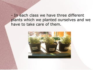 - In each class we have three different
plants which we planted ourselves and we
have to take care of them.
 