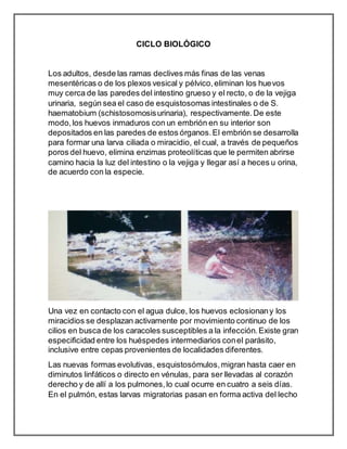CICLO BIOLÓGICO
Los adultos, desde las ramas declives más finas de las venas
mesentéricas o de los plexos vesical y pélvico,eliminan los huevos
muy cerca de las paredes del intestino grueso y el recto, o de la vejiga
urinaria, según sea el caso de esquistosomas intestinales o de S.
haematobium (schistosomosisurinaria), respectivamente.De este
modo,los huevos inmaduros con un embrión en su interior son
depositados en las paredes de estos órganos.El embrión se desarrolla
para formar una larva ciliada o miracidio, el cual, a través de pequeños
poros del huevo, elimina enzimas proteolíticas que le permiten abrirse
camino hacia la luz del intestino o la vejiga y llegar así a heces u orina,
de acuerdo con la especie.
Una vez en contacto con el agua dulce, los huevos eclosionany los
miracidios se desplazan activamente por movimiento continuo de los
cilios en busca de los caracoles susceptibles a la infección.Existe gran
especificidad entre los huéspedes intermediarios conel parásito,
inclusive entre cepas provenientes de localidades diferentes.
Las nuevas formas evolutivas, esquistosómulos,migran hasta caer en
diminutos linfáticos o directo en vénulas, para ser llevadas al corazón
derecho y de allí a los pulmones,lo cual ocurre en cuatro a seis días.
En el pulmón, estas larvas migratorias pasan en forma activa del lecho
 