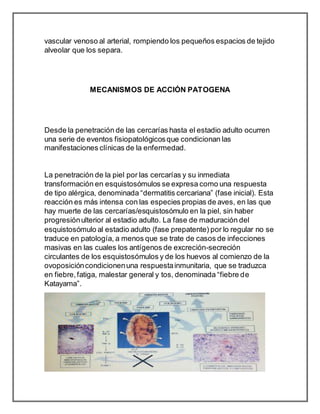 vascular venoso al arterial, rompiendo los pequeños espacios de tejido
alveolar que los separa.
MECANISMOS DE ACCIÓN PATOGENA
Desde la penetración de las cercarías hasta el estadio adulto ocurren
una serie de eventos fisiopatológicosque condicionan las
manifestaciones clínicas de la enfermedad.
La penetración de la piel por las cercarías y su inmediata
transformación en esquistosómulos se expresa como una respuesta
de tipo alérgica, denominada “dermatitis cercariana” (fase inicial). Esta
reacción es más intensa con las especies propias de aves, en las que
hay muerte de las cercarías/esquistosómulo en la piel, sin haber
progresiónulterior al estadio adulto. La fase de maduración del
esquistosómulo al estadio adulto (fase prepatente) por lo regular no se
traduce en patología, a menos que se trate de casos de infecciones
masivas en las cuales los antígenos de excreción-secreción
circulantes de los esquistosómulos y de los huevos al comienzo de la
ovoposicióncondicionenuna respuestainmunitaria, que se traduzca
en fiebre,fatiga, malestar general y tos, denominada “fiebre de
Katayama”.
 