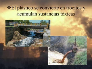 El plástico se convierte en trocitos y
acumulan sustancias tóxicas
 