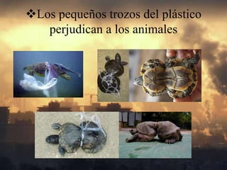 Los pequeños trozos del plástico
perjudican a los animales
 