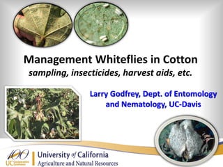 Management Whiteflies in Cotton
sampling, insecticides, harvest aids, etc.
Larry Godfrey, Dept. of Entomology
and Nematology, UC-Davis
 