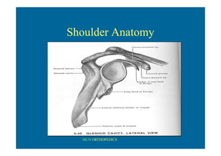 MUN ORTHOPEDICS
Shoulder Anatomy
 