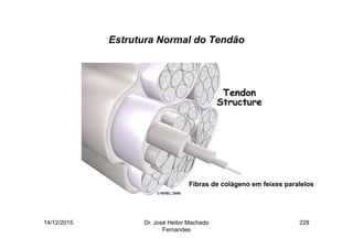 14/12/2015 Dr. José Heitor Machado
Fernandes
228
Estrutura Normal do Tendão
Fibras de colágeno em feixes paralelos
 