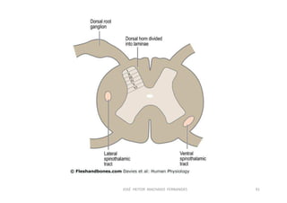figura
JOSÉ HEITOR MACHADO FERNANDES 91
 