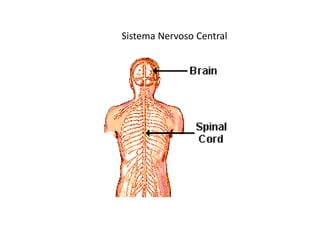 figura
Sistema Nervoso Central
 