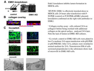 Emk1 knockdown inhibits lumen formation in
MDCK cells:
-RT-PCR: EMK1 is effectively knocked down in
MDCK cells 24 hours after transfection with P-
SUPER (control) or P-SUPER-siEMK1 plasmid;
knockdown confirmed on the right with antibodies to
EMK1.
- Collagen overlay assay: cells cultured 24 h on
collagen I before being overlaid with additional
collagen on the apical surface, analyzed 24 h later.
Note the lack of lumen in EMK1-KO cultures.
- Ca switch: control or EMK1-KO cells were plated in
low Ca medium 24 h upon transfection with pSUPER
or pSUPER-KO. After 12 h, cultures were switched to
normal medium for 24 h. Transmission EM of cells
sectioned perpendicular to the substratum shows lack
of microvilli in EMK1-KO cells.
 