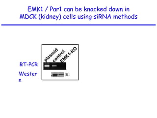 RT-PCR
Wester
n
MDCK (kidney)cells
EMK1 / Par1 can be knocked down in
MDCK (kidney) cells using siRNA methods
 