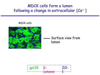 MDCK cells form a lumen
following a change in extracellular [Ca++
]
gp135 β-
catenin
ZO-
1
Side view of
lumen
MDCK cells
Surface view from
lumen
 