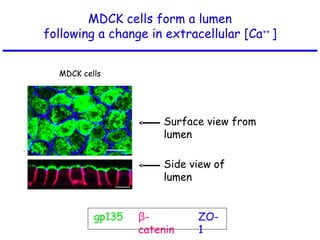 MDCK cells form a lumen
following a change in extracellular [Ca++
]
gp135 β-
catenin
ZO-
1
Surface view from
lumen
Side view of
lumen
MDCK cells
 