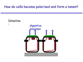 How do cells become polarized and form a lumen?
digestive
enzymes
Intestine
:
 