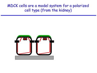 MDCK cells are a model system for a polarized
cell type (from the kidney)
 