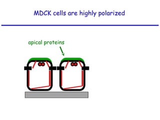 MDCK cells are highly polarized
apical proteins
 