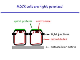 MDCK cells are highly polarized
apical proteins
microtubules
tight junctions
extracellular matrix
centrosome
 