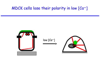 MDCK cells lose their polarity in low [Ca++
]
low [Ca++
]
 
