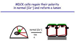 MDCK cells regain their polarity
in normal [Ca++
] and reform a lumen
normal [Ca++
]
tim
e
 