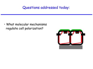 Questions addressed today:
• What molecular mechanisms
regulate cell polarization?
 