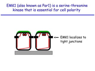EMK1 (also known as Par1) is a serine-threonine
kinase that is essential for cell polarity
EMK1 localizes to
tight junctions
 