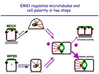 EMK1 regulates microtubules and
cell polarity in two steps
 