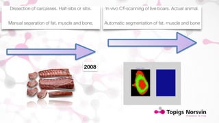 Dissection of carcasses. Half-sibs or sibs. 
Manual separation of fat, muscle and bone. 
In vivo CT-scanning of live boars. Actual animal. 
Automatic segmentation of fat. muscle and bone 
2008 
 