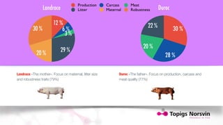 12 % 
6 % 
3 % 
Landrace «The mother». Focus on maternal, litter size 
and robustness traits (79%) 
30 % 
Duroc «The father». Focus on production, carcass and 
meat quality (77%) 
Landrace 
30 % 
20 % 29 % 
Production Carcass Meat 
Litter Maternal Robustness Duroc 
22 % 
20 % 
28 % 
 