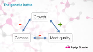 The genetic battle 
Growth 
- + 
- 
Carcass Meat quality 
 