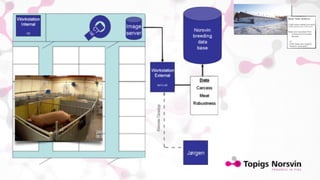 Genetic gain on body composition in pigs by Computed Tomography (CT). Return on investment (invited talk)