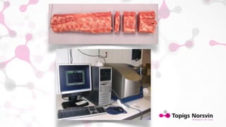Genetic gain on body composition in pigs by Computed Tomography (CT). Return on investment (invited talk)