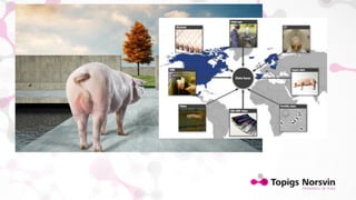 Genetic gain on body composition in pigs by Computed Tomography (CT). Return on investment (invited talk)