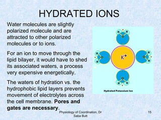 Physiology of Coordination, Dr
Saba Butt
15
HYDRATED IONS
Water molecules are slightly
polarized molecule and are
attracted to other polarized
molecules or to ions.
For an ion to move through the
lipid bilayer, it would have to shed
its associated waters, a process
very expensive energetically.
The waters of hydration vs. the
hydrophobic lipid layers prevents
movement of electrolytes across
the cell membrane. Pores and
gates are necessary.
 