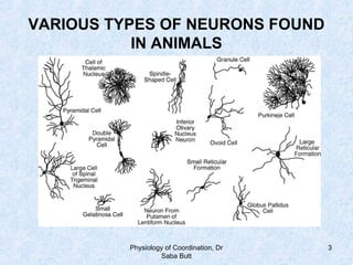 Physiology of Coordination, Dr
Saba Butt
3
VARIOUS TYPES OF NEURONS FOUND
IN ANIMALS
 