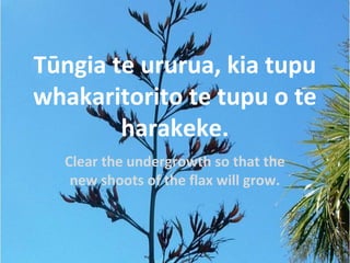 Tūngia te ururua, kia tupu
whakaritorito te tupu o te
harakeke.
Clear the undergrowth so that the
new shoots of the flax will grow.
 