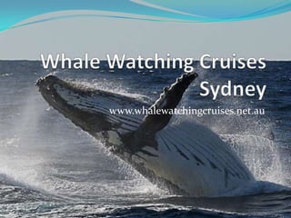 Whale Watching Cruises Sydney www.whalewatchingcruises.net.au 