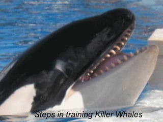 Steps in training Killer Whales
 