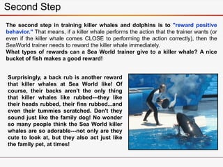 The second step in training killer whales and dolphins is to "reward positive
behavior." That means, if a killer whale performs the action that the trainer wants (or
even if the killer whale comes CLOSE to performing the action correctly), then the
SeaWorld trainer needs to reward the killer whale immediately.
What types of rewards can a Sea World trainer give to a killer whale? A nice
bucket of fish makes a good reward!
Second Step
Surprisingly, a back rub is another reward
that killer whales at Sea World like! Of
course, their backs aren't the only thing
that killer whales like rubbed---they like
their heads rubbed, their fins rubbed...and
even their tummies scratched. Don't they
sound just like the family dog! No wonder
so many people think the Sea World killer
whales are so adorable---not only are they
cute to look at, but they also act just like
the family pet, at times!
 