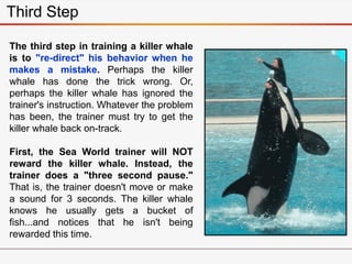 The third step in training a killer whale
is to "re-direct" his behavior when he
makes a mistake. Perhaps the killer
whale has done the trick wrong. Or,
perhaps the killer whale has ignored the
trainer's instruction. Whatever the problem
has been, the trainer must try to get the
killer whale back on-track.
First, the Sea World trainer will NOT
reward the killer whale. Instead, the
trainer does a "three second pause."
That is, the trainer doesn't move or make
a sound for 3 seconds. The killer whale
knows he usually gets a bucket of
fish...and notices that he isn't being
rewarded this time.
Third Step
 