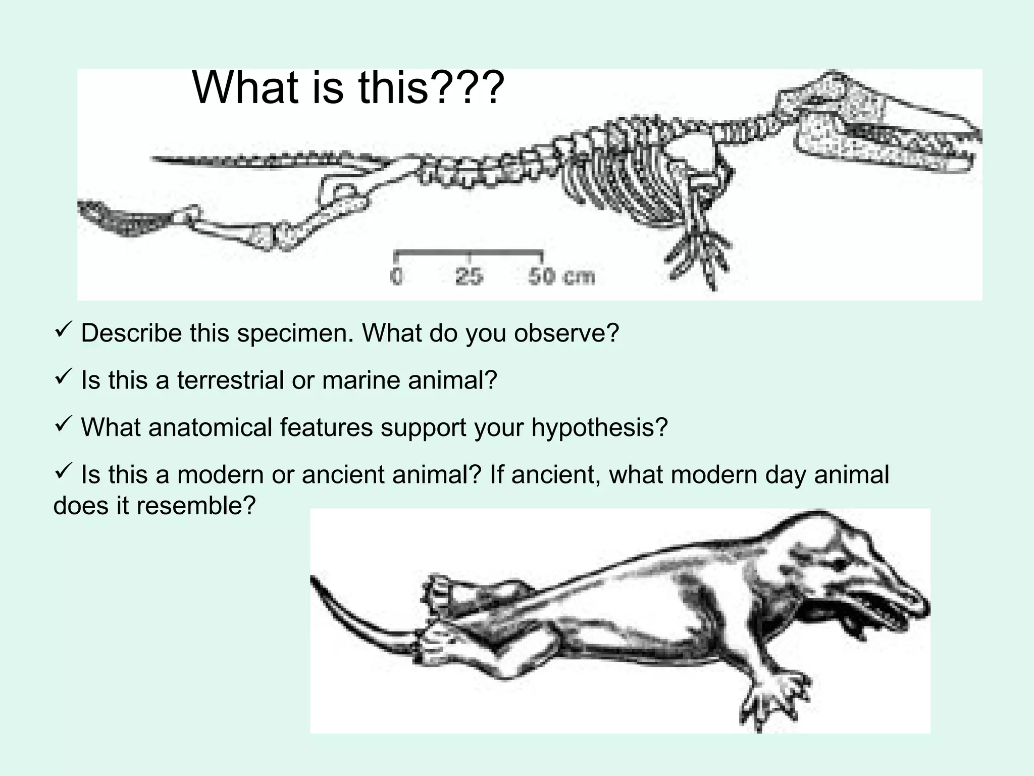 Describe this specimen. What do you observe? Is this a terrestrial or marine animal?  What anatomical features support your hypothesis? Is this a modern or ancient animal? If ancient, what modern day animal does it resemble? What is this??? 