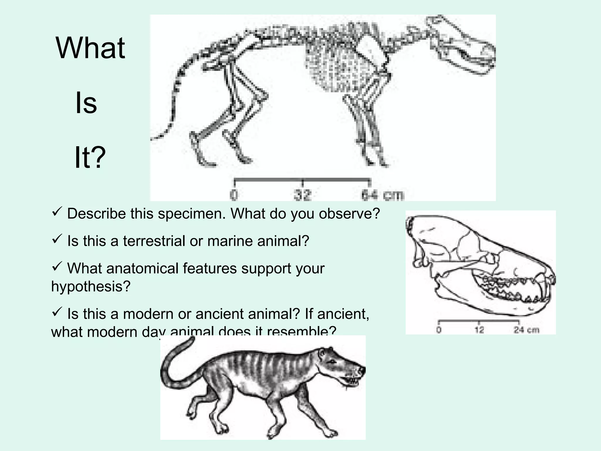 Describe this specimen. What do you observe? Is this a terrestrial or marine animal?  What anatomical features support your hypothesis? Is this a modern or ancient animal? If ancient, what modern day animal does it resemble?     What Is  It? 