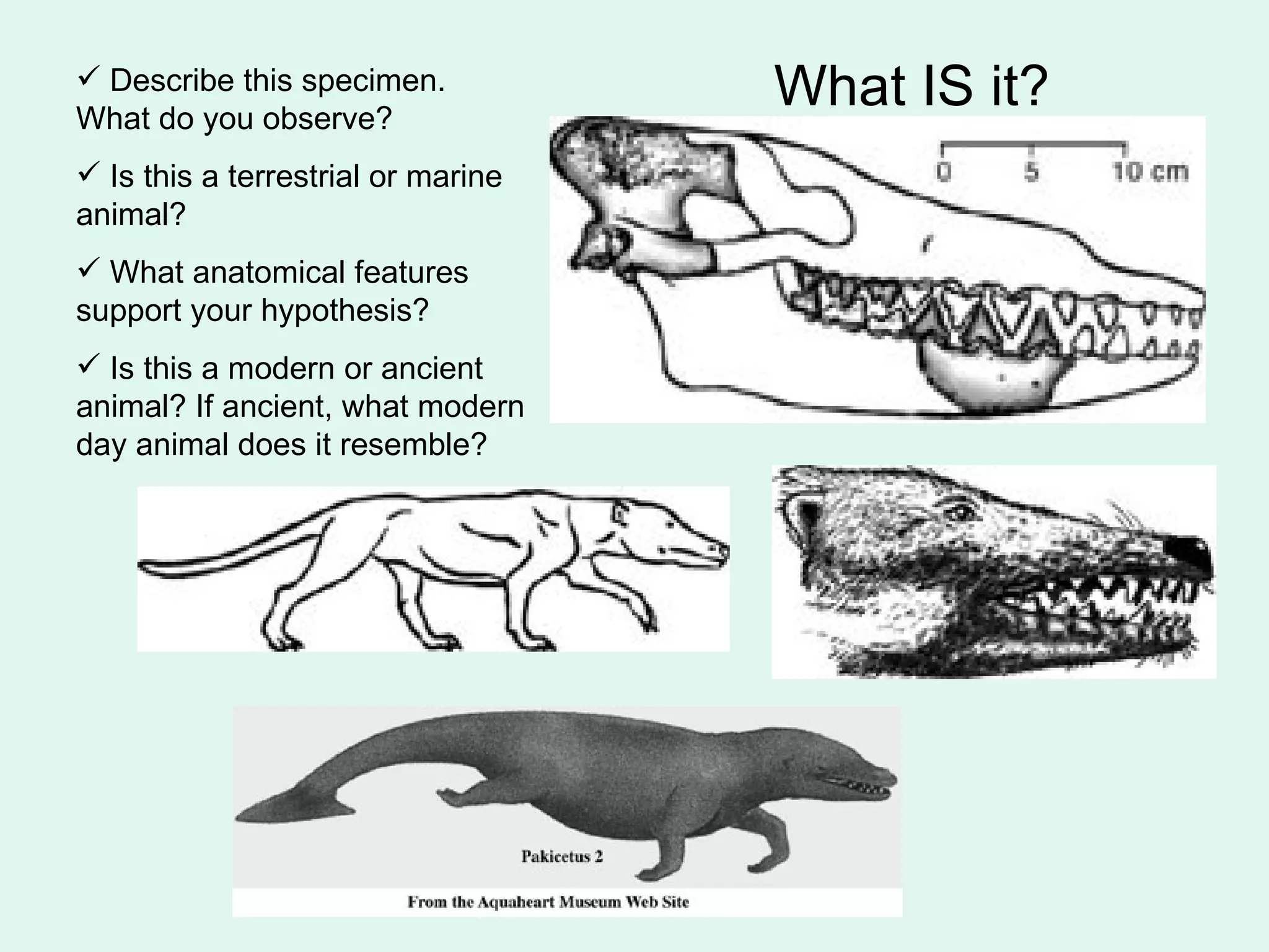 Describe this specimen. What do you observe? Is this a terrestrial or marine animal?  What anatomical features support your hypothesis? Is this a modern or ancient animal? If ancient, what modern day animal does it resemble?   What IS it? 