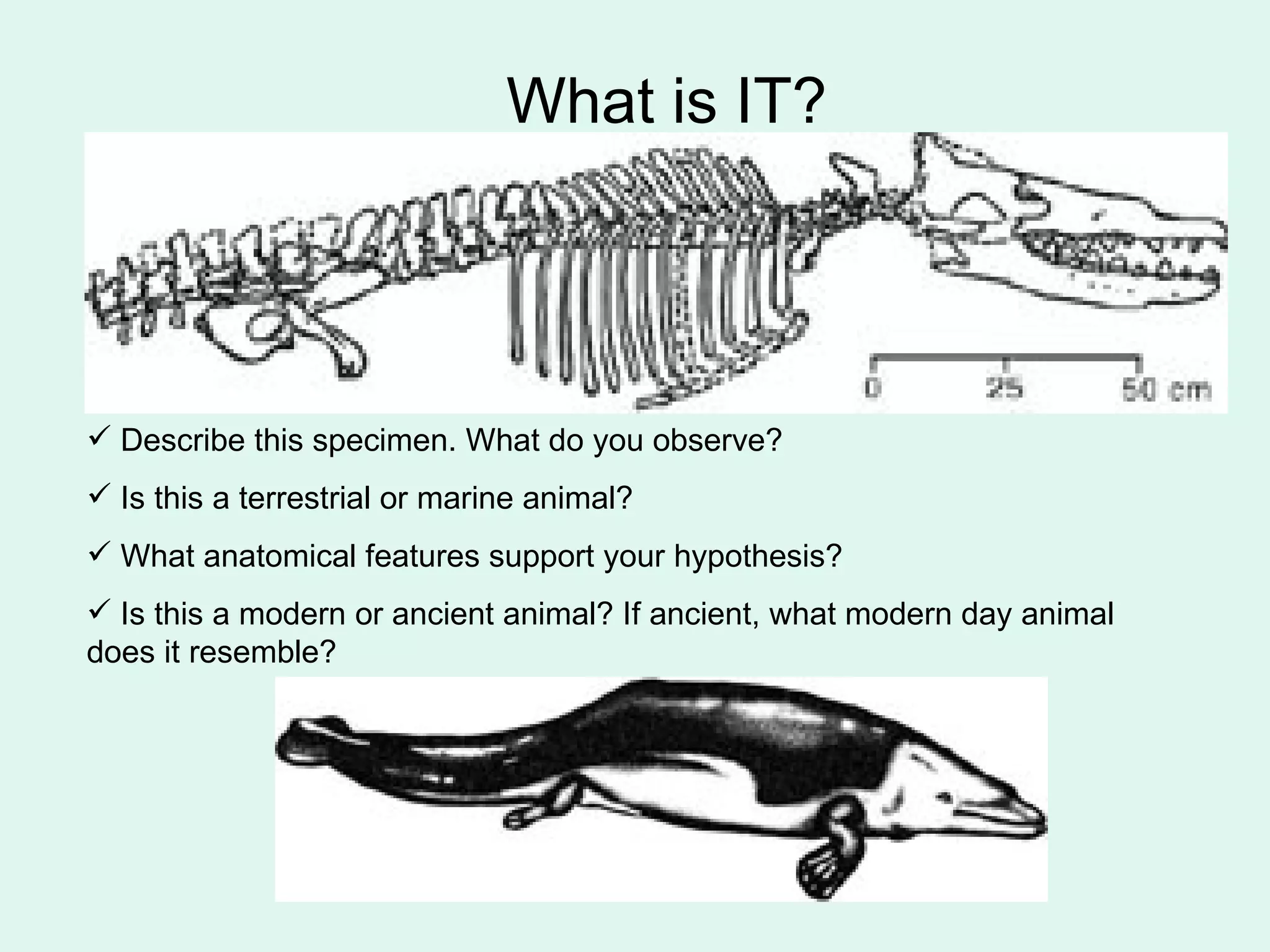 Describe this specimen. What do you observe? Is this a terrestrial or marine animal?  What anatomical features support your hypothesis? Is this a modern or ancient animal? If ancient, what modern day animal does it resemble? What is IT? 
