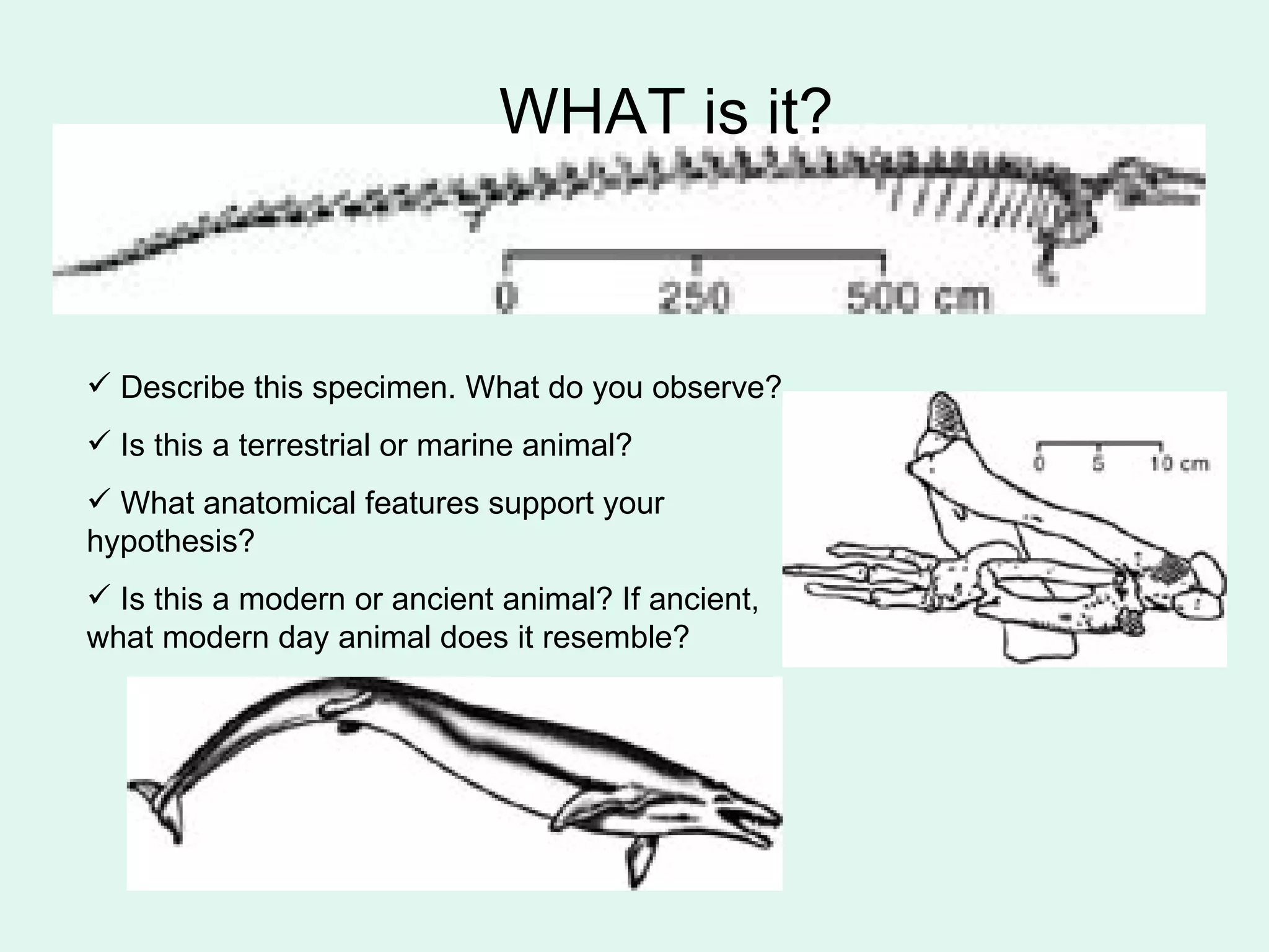     Describe this specimen. What do you observe? Is this a terrestrial or marine animal?  What anatomical features support your hypothesis? Is this a modern or ancient animal? If ancient, what modern day animal does it resemble? WHAT is it? 
