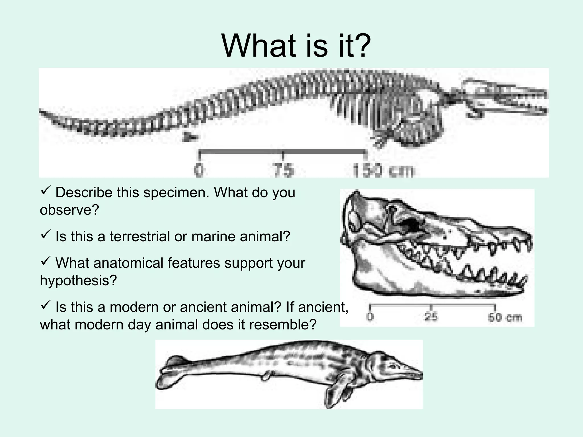 What is it?   Describe this specimen. What do you observe? Is this a terrestrial or marine animal?  What anatomical features support your hypothesis? Is this a modern or ancient animal? If ancient, what modern day animal does it resemble? 