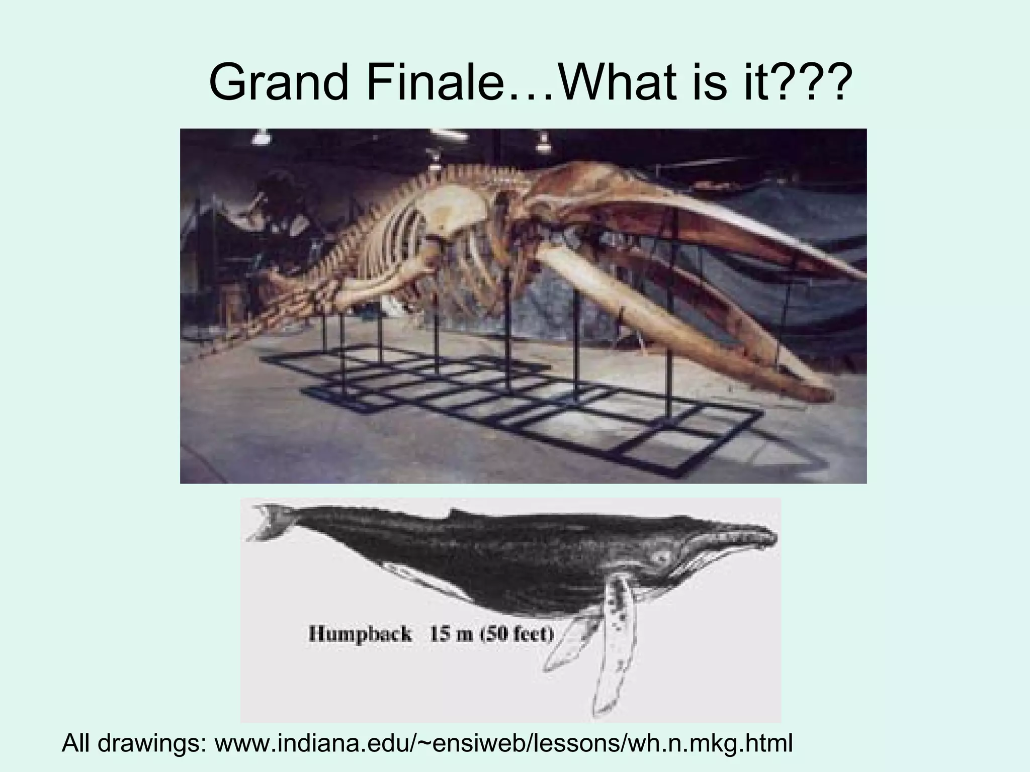 Grand Finale…What is it??? All drawings: www.indiana.edu/~ensiweb/lessons/wh.n.mkg.html 