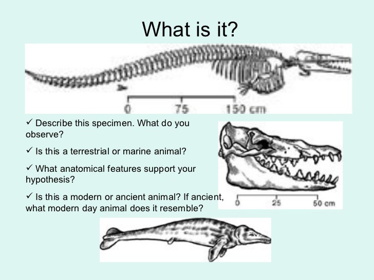 Whale fossils and evolution