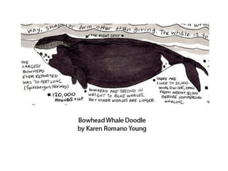 Bowhead Whale Doodle